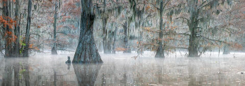 Enigmatic Tranquility: Texas Cypress Swamps