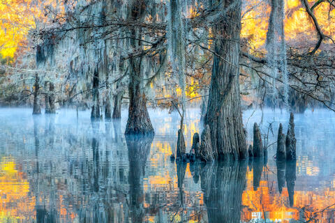 Cypress Trees and the Sunrise