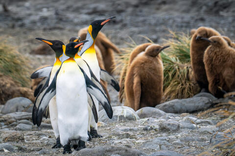 Regal March: King Penguins of Salisbury Plain