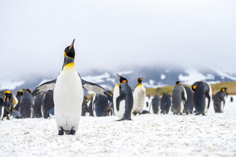 South Georgia Island