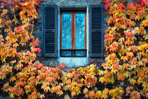 Window and Leaves