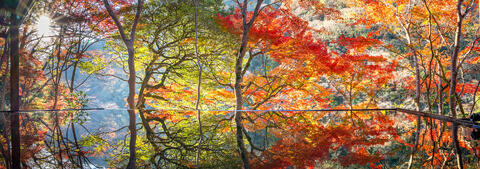 Radiant Autumn Haven