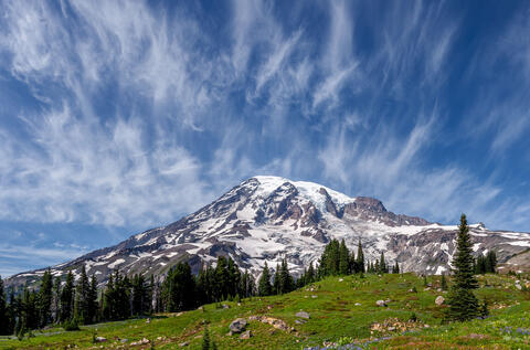Mount Rainer and Wildflowers