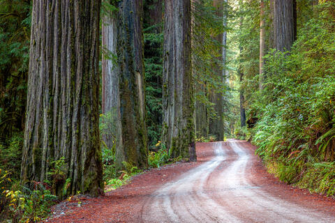 Winding Through Redwood Majesty
