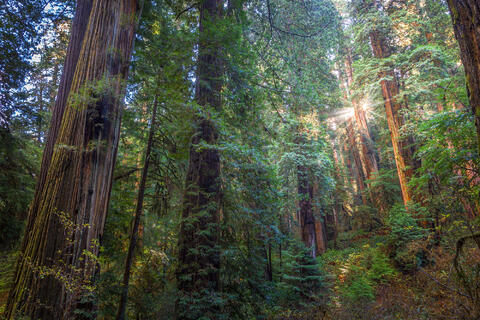 Radiant Light Amidst Redwood Giants