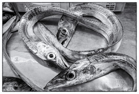 Eel Trio in Sicily