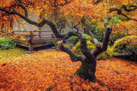 Japanese Maple Splendor in Portland Garden