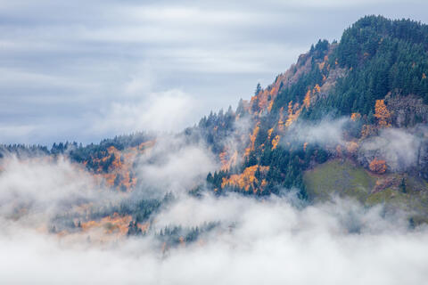 Autumn Fog Blanket in Columbia River Gorge