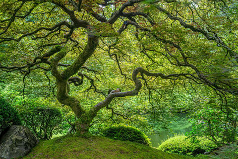 The 'Tree' - Springtime