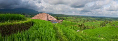 Bali's Cascading Green Rice Terraces