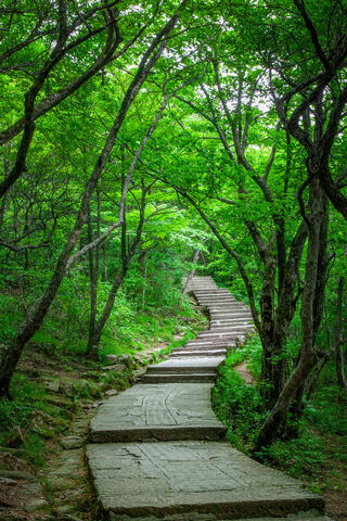 Enchanted Forest: Mount Huangshan Pathway