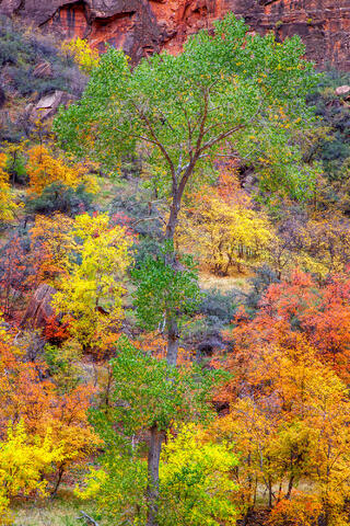 Autumn's Symphony in Zion