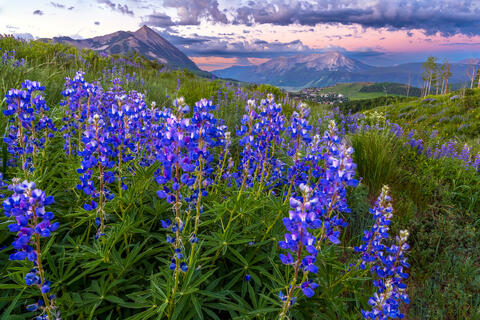Morning's Lupine Embrace