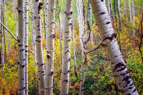 Cross Section of Aspens