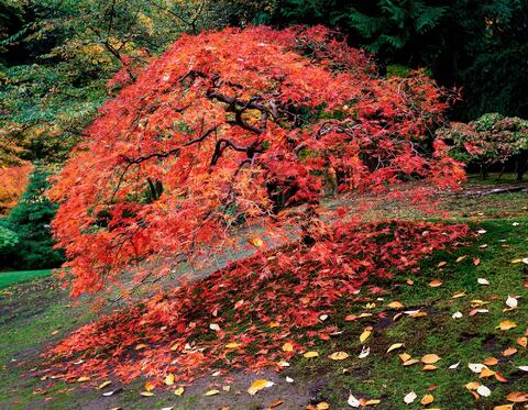 Radiant Red Maple