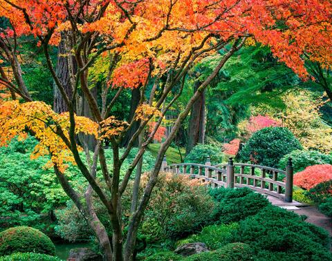 Autumn's Palette at Portland Japanese Gardens