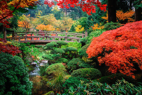 Vibrant Autumn Splendor at the Japanese Bridge