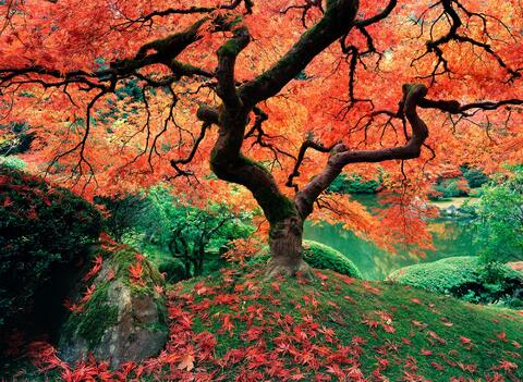 "The Tree" 