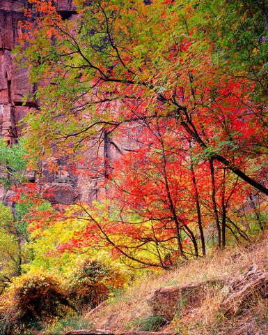 Autumn's Palette in Zion's Main Canyon