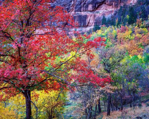 Autumn's Vivid Canvas