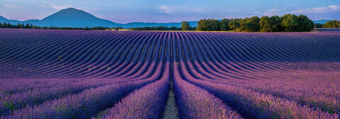 Valensole Lavender Fields at Dawn