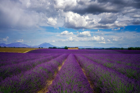 Lavender Pathways to Provence's Peaks