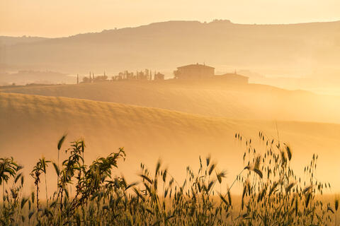 Golden Tranquility in Val d'Orcia