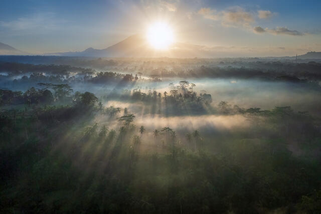 Sunlit Shadows Through the Morning Fog