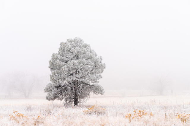 Frosted Pine in Winter Mist