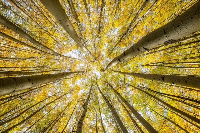 Amidst the Aspen Canopy
