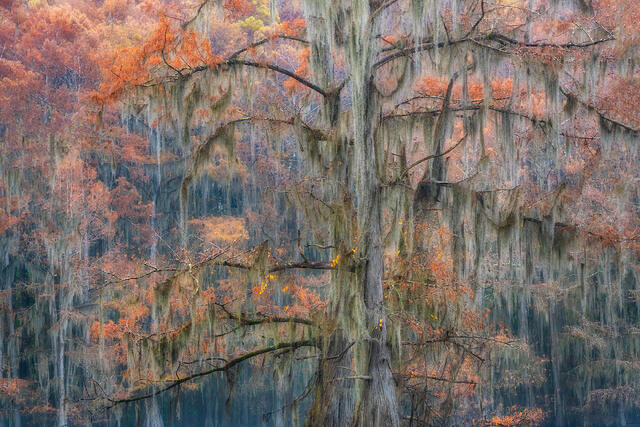 Whispers of the Cypress