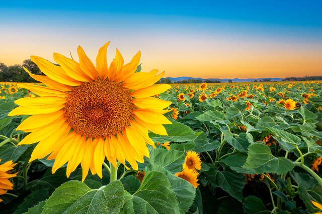 Sunflower Sunset