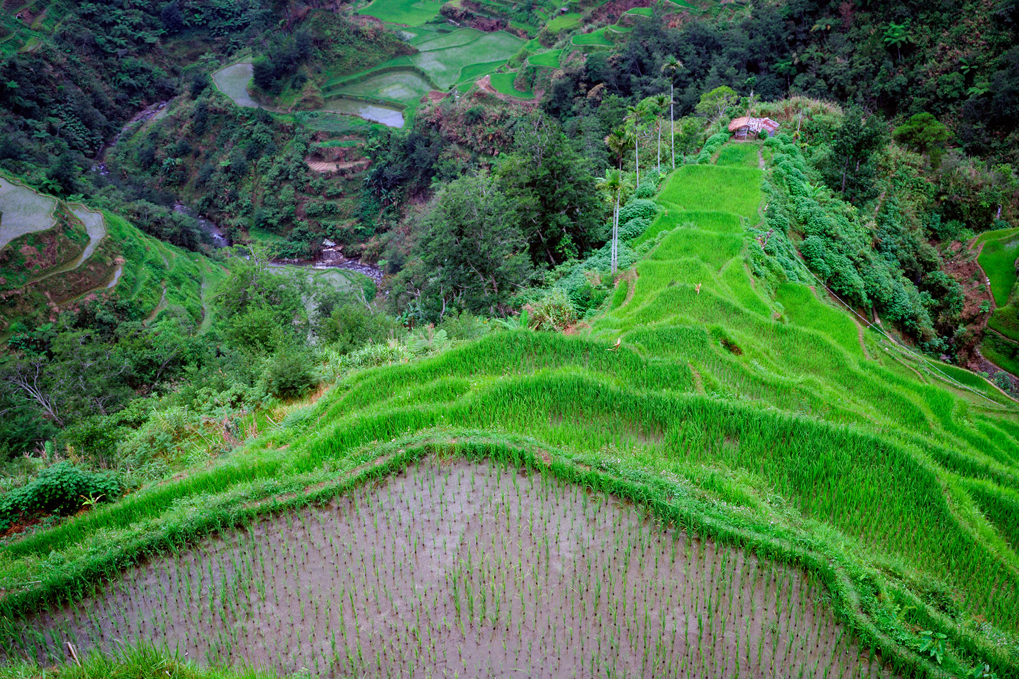 Captured with a Bronica ETRSi camera on Velvia 50 film, this photograph unveils the vibrant beauty of the Banaue Rice Terraces...