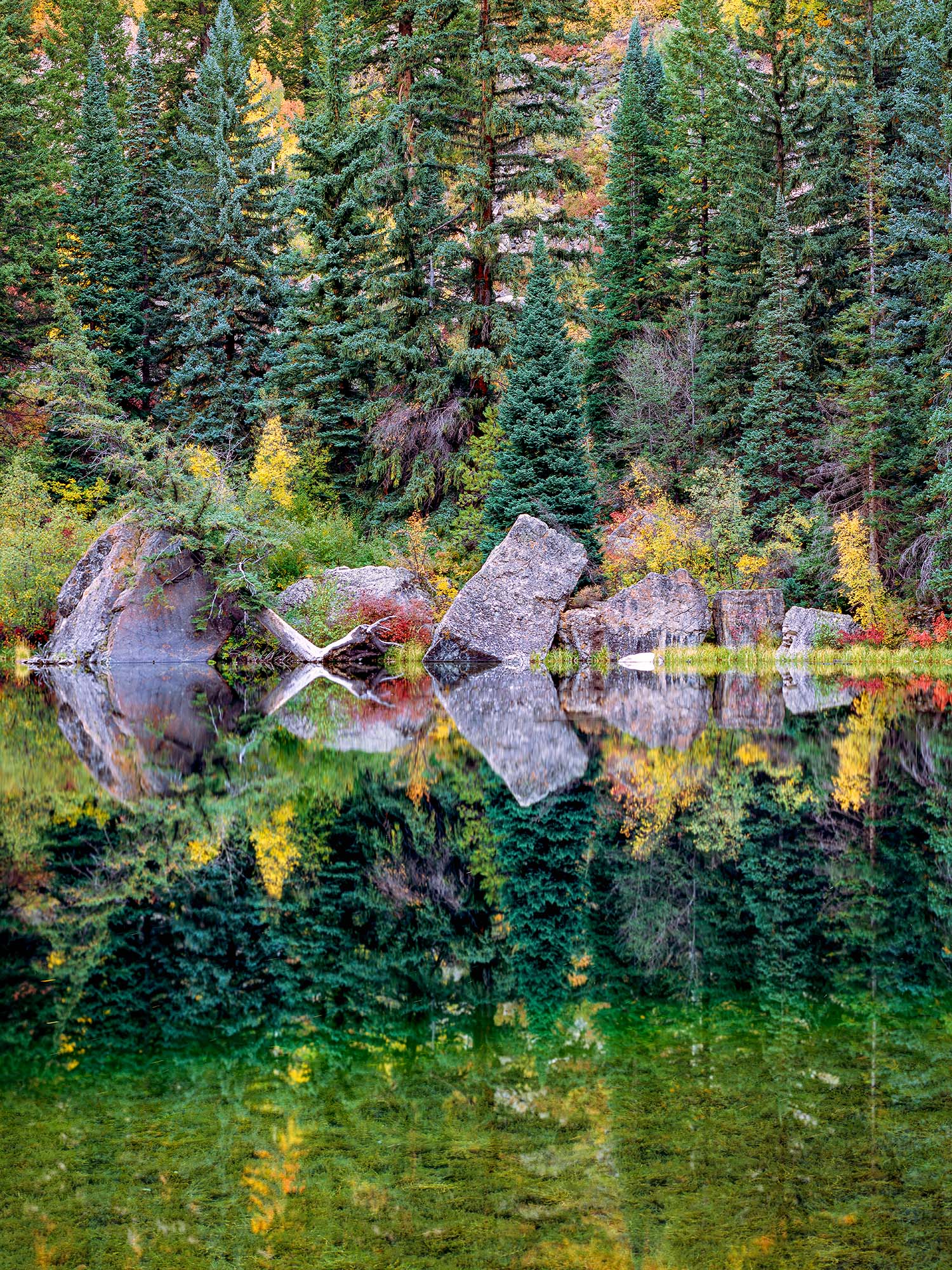 This image reveals the mirrored beauty of rocks and vibrant green and yellow vegetation reflected in Lizard Lake, Colorado. To...