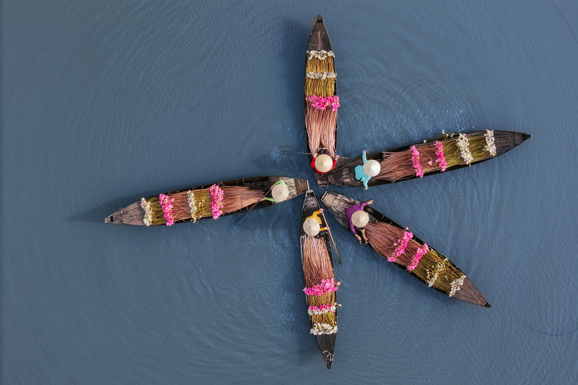 Dance of the Waterlilies This aerial image captures a stunning bird’s-eye view of five boats on the water, each carrying vibrant bundles of waterlilies...