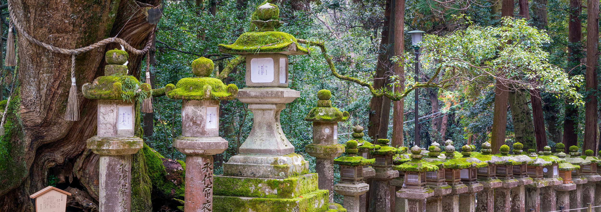 Mystical Moss-Laden Lanterns In the depths of Nara's enchanting forest, "Mystical Moss-Laden Lanterns" stands as a testament to nature's quiet allure. This...
