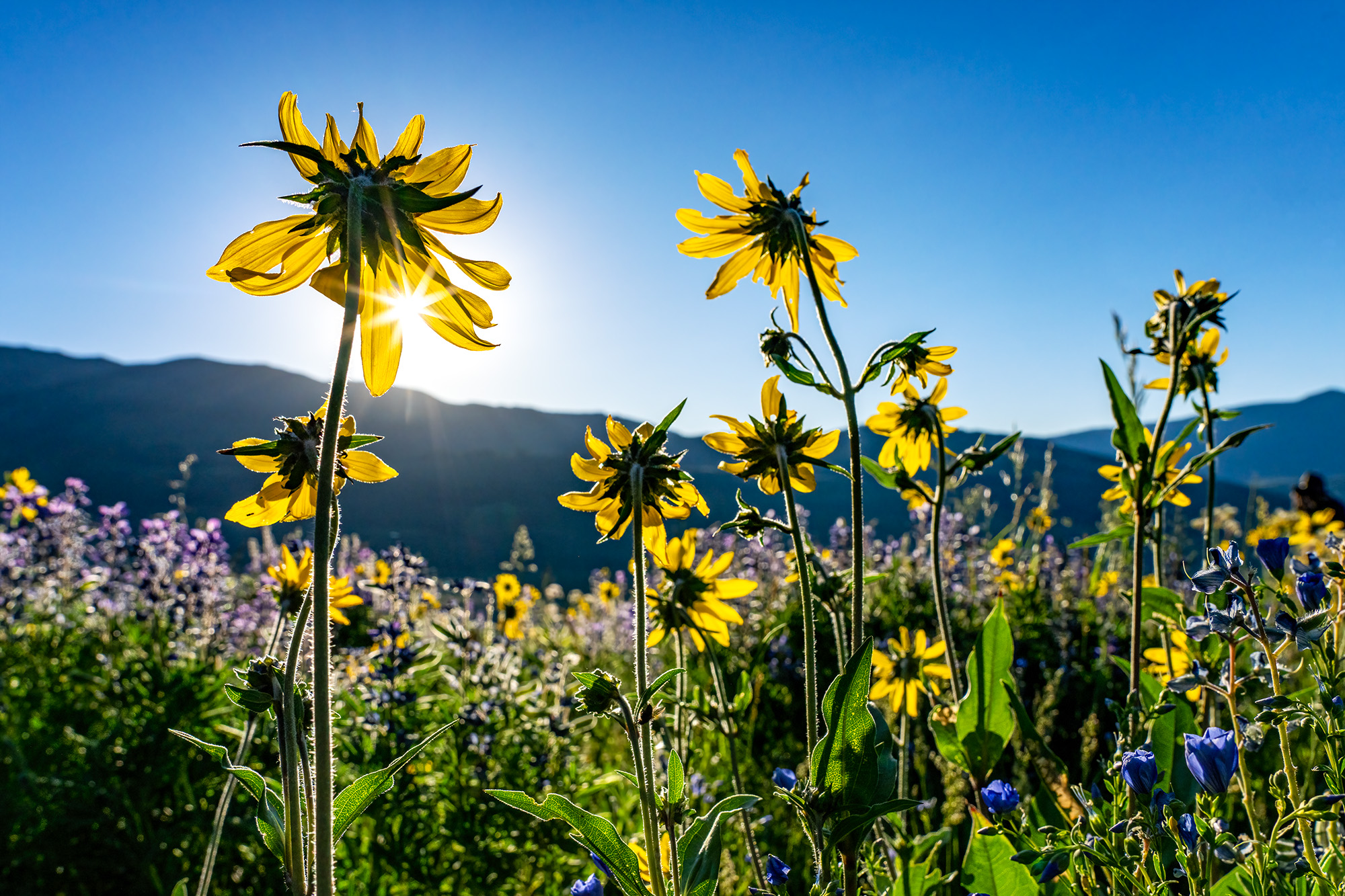 Sunburst Serenade In the picturesque meadows of Crested Butte, Colorado, I crouched low, almost at one with the earth. With my lens nestled amidst...