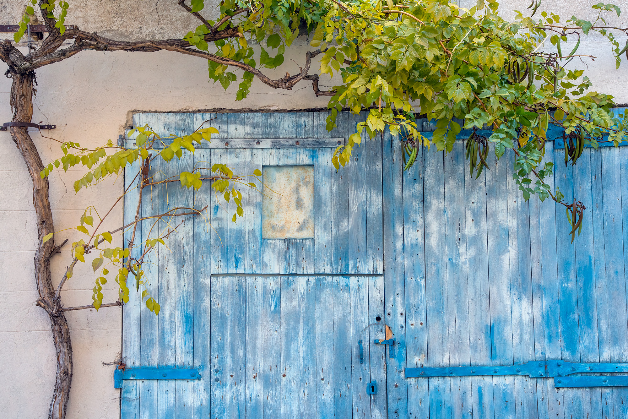 In "Weathered Elegance," we focus on a corner section of a charming blue door, weathered gracefully by time, against a pristine...