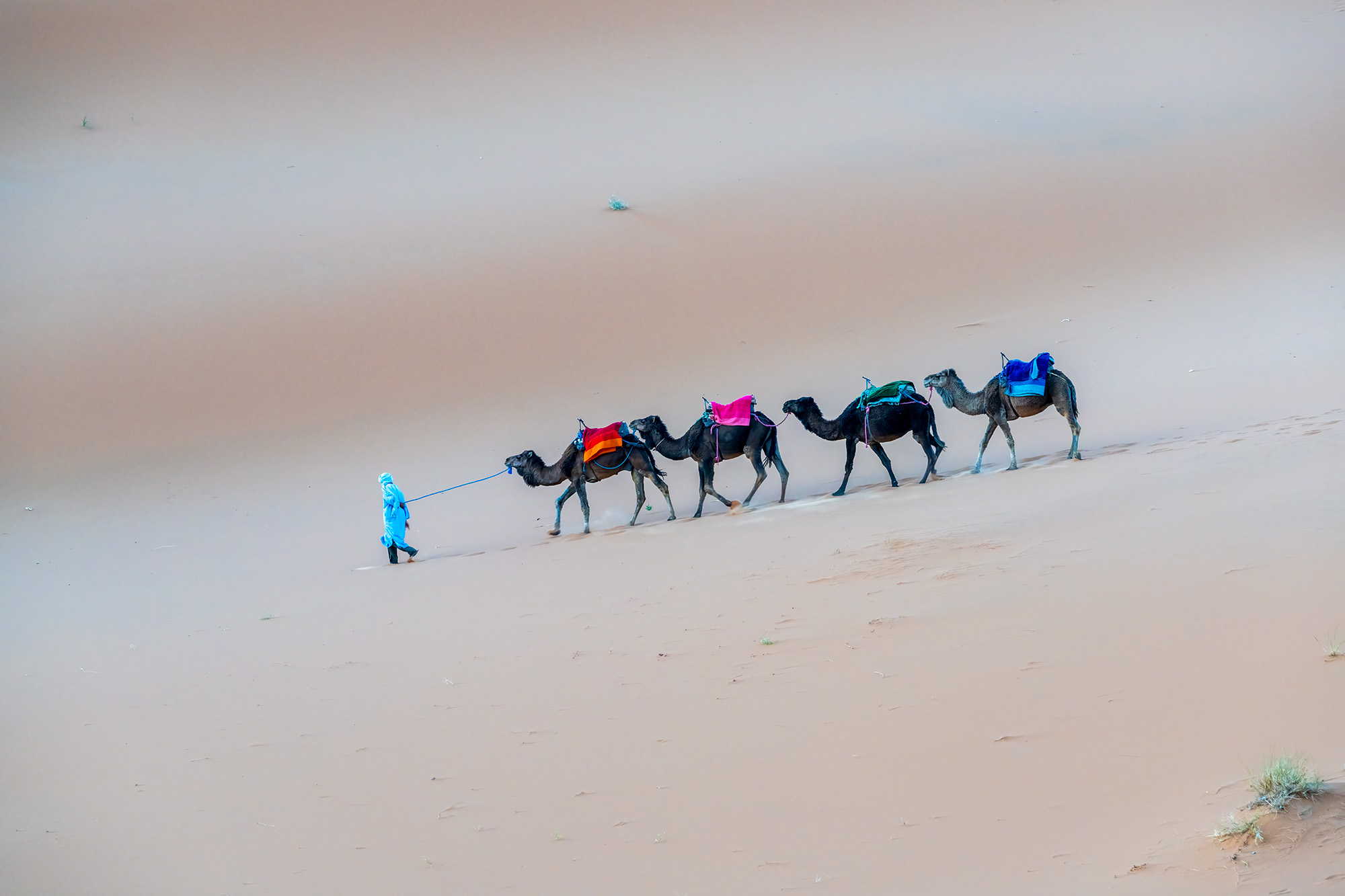 Desert Nomad In the vast expanse of the Sahara Desert, near Merzouga, Morocco, I captured a solitary figure and his four faithful camels....