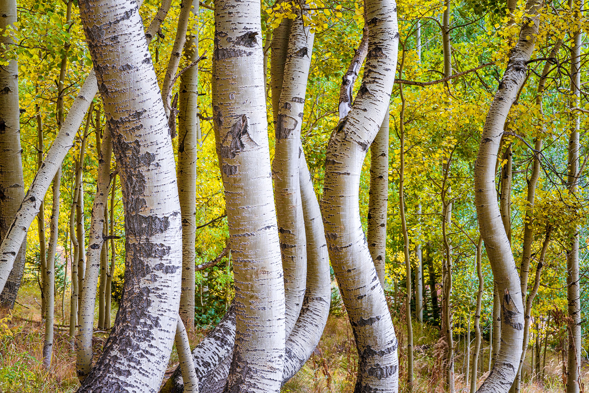 In the heart of fall's embrace, a stand of aspen trees unveils its secret. Their trunks, far from the conventional straightness...