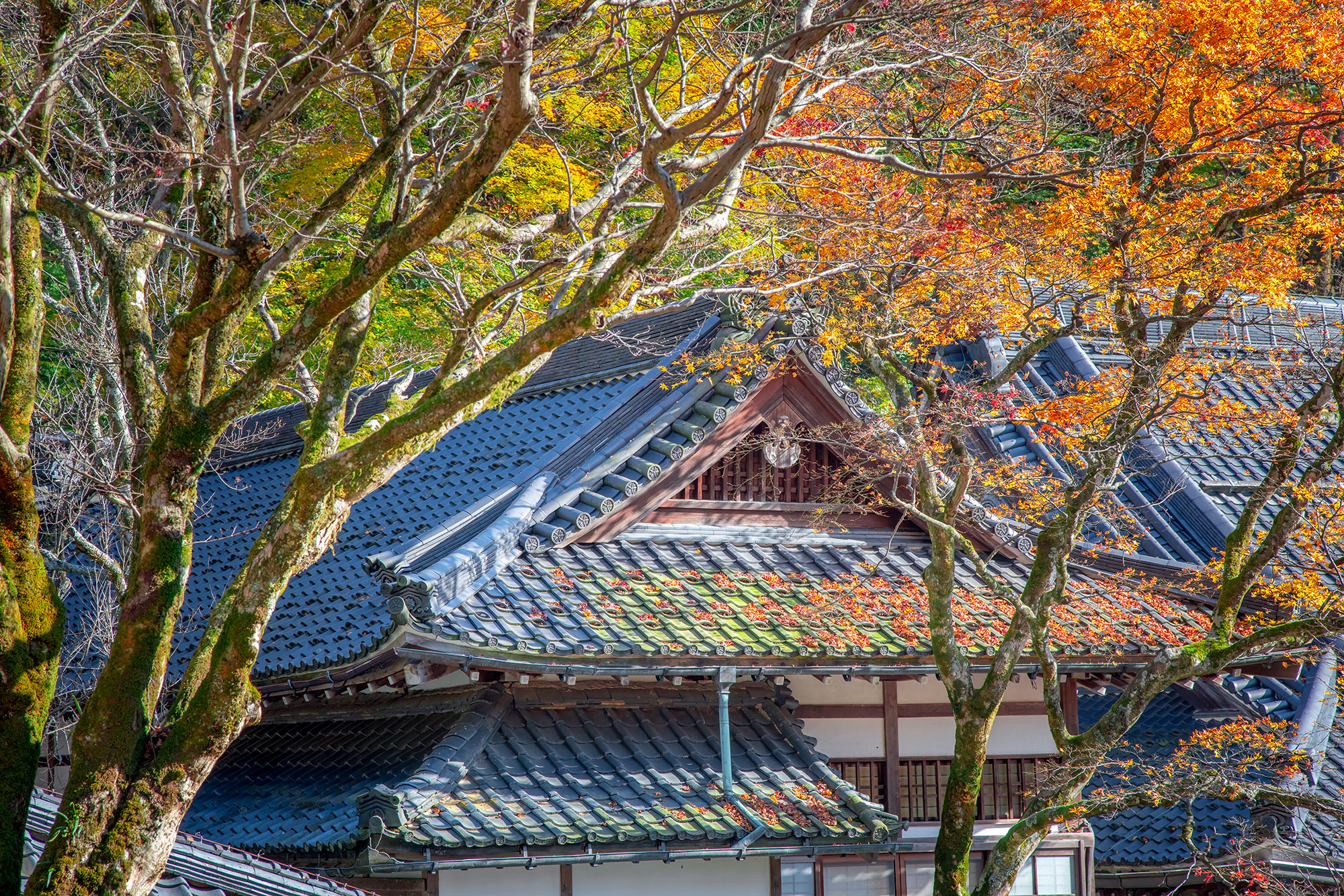 Autumn's Embrace in Eiheji In the Eiheji Temple area of Japan, this image showcases the serene beauty of autumn. Gabled rooftops of traditional Japanese...