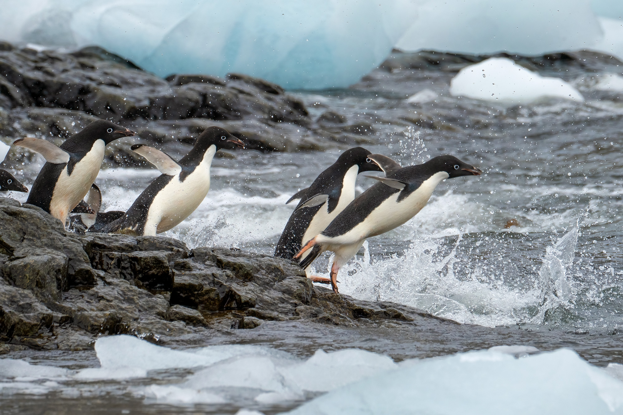 Adele Penguins Diving In Captured from a zodiac boat in Antarctica, this photo depicts a bustling beach of Adele Penguins. Eager to return to the ocean...