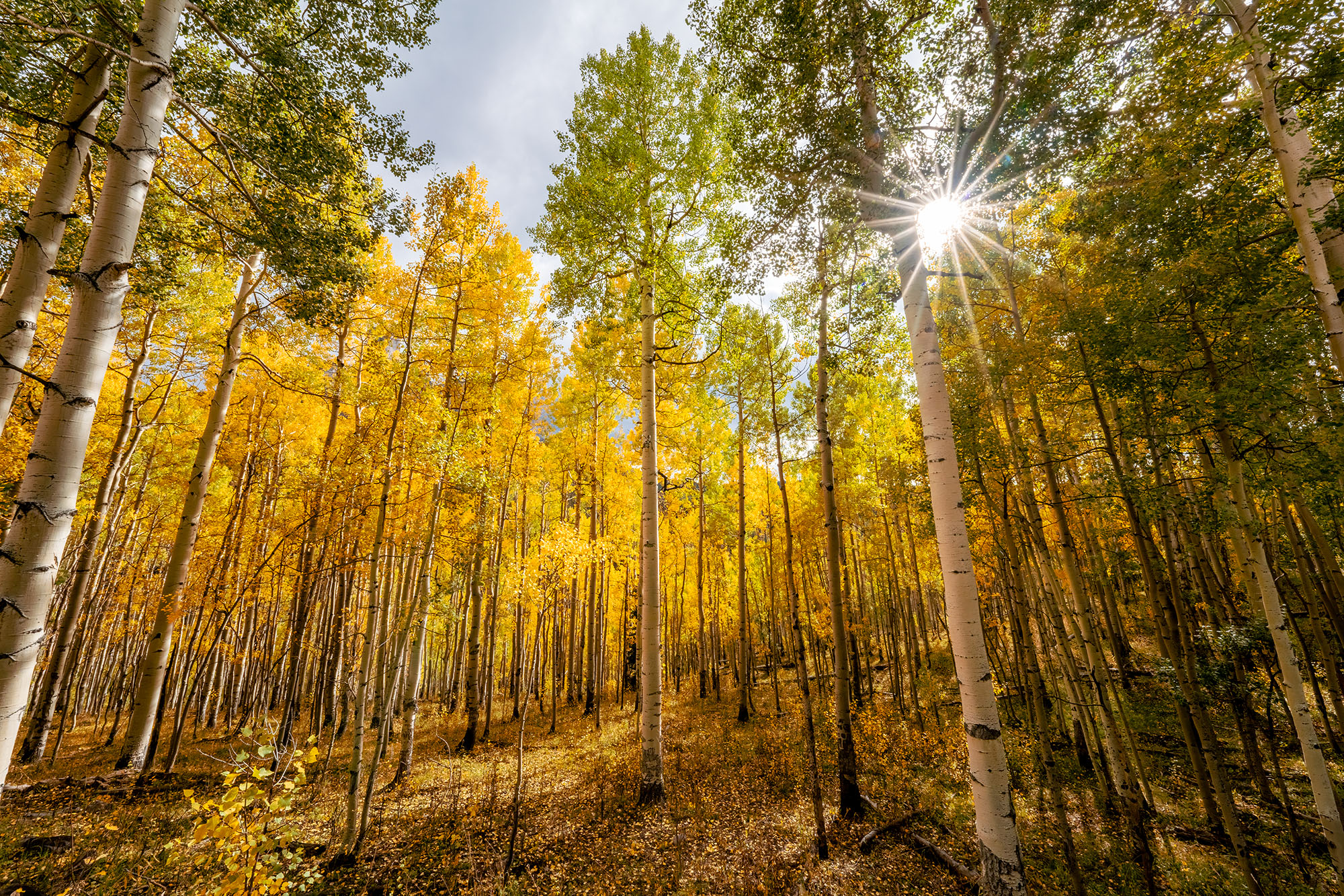 Nestled within the San Juan Mountains of Colorado, I found myself surrounded by a vibrant forest. Towering aspen trees, adorned...