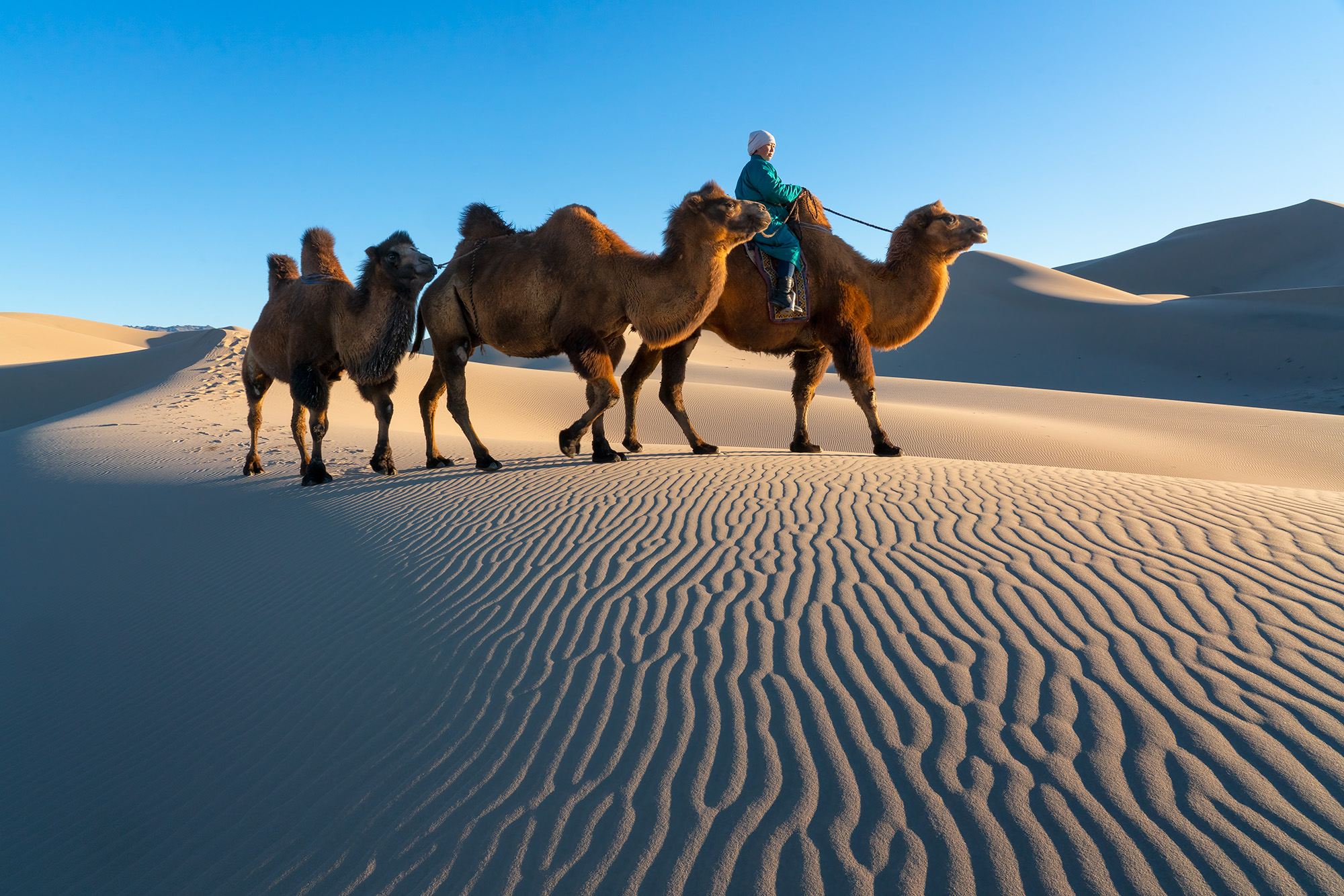 Nomadic Rhythm in the Gobi In this image, a camel herder guides his caravan across the undulating terrain of the Khonger Sand Dunes in the Gobi Desert...