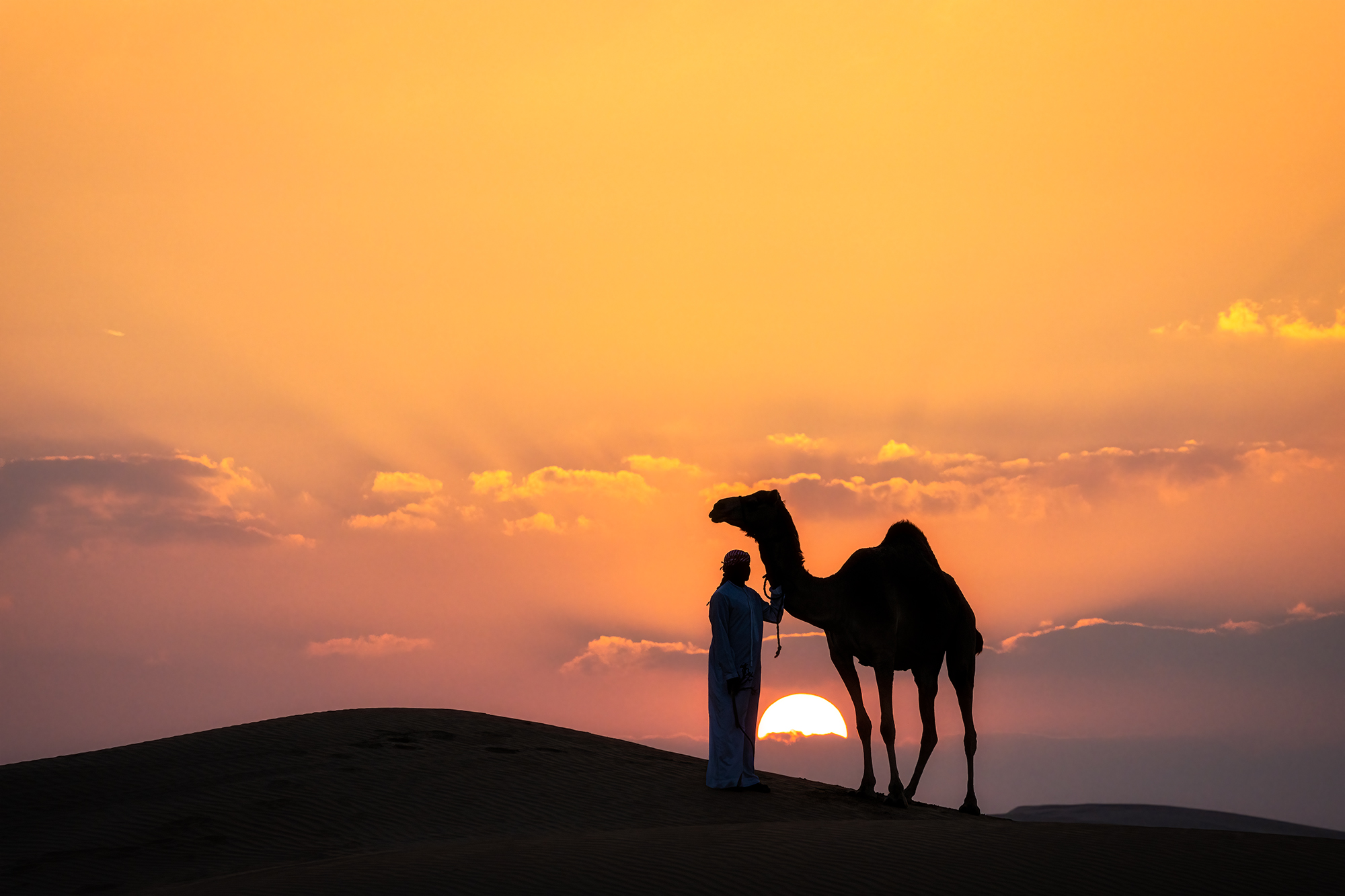 Sunset with Companion camel, uae, herder, sunset