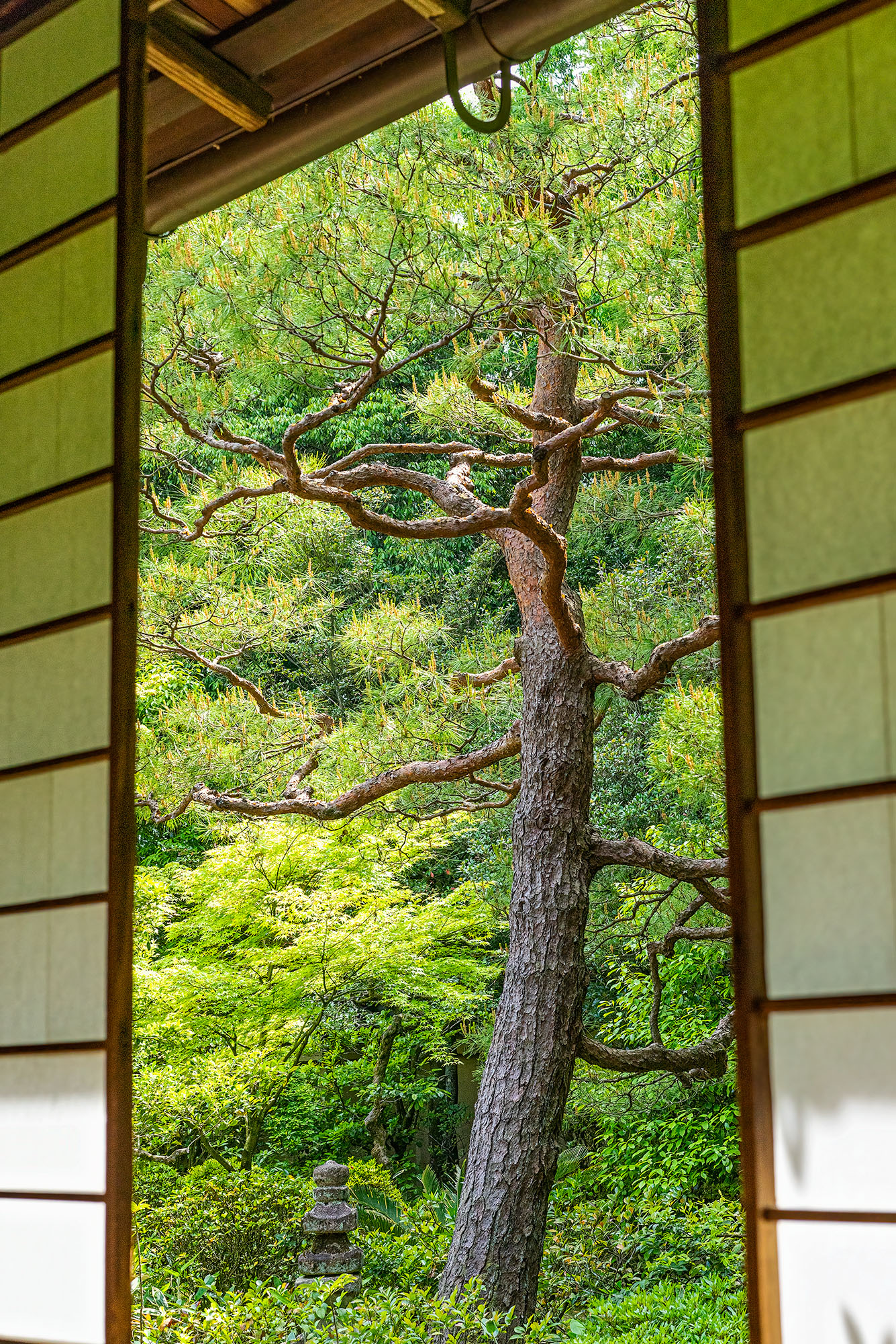 Tranquil Zen: The Pine Tree Beyond This serene vertical composition reveals the heart of Kyoto's temple sanctuaries. Gazing through the delicate rice paper doorway...