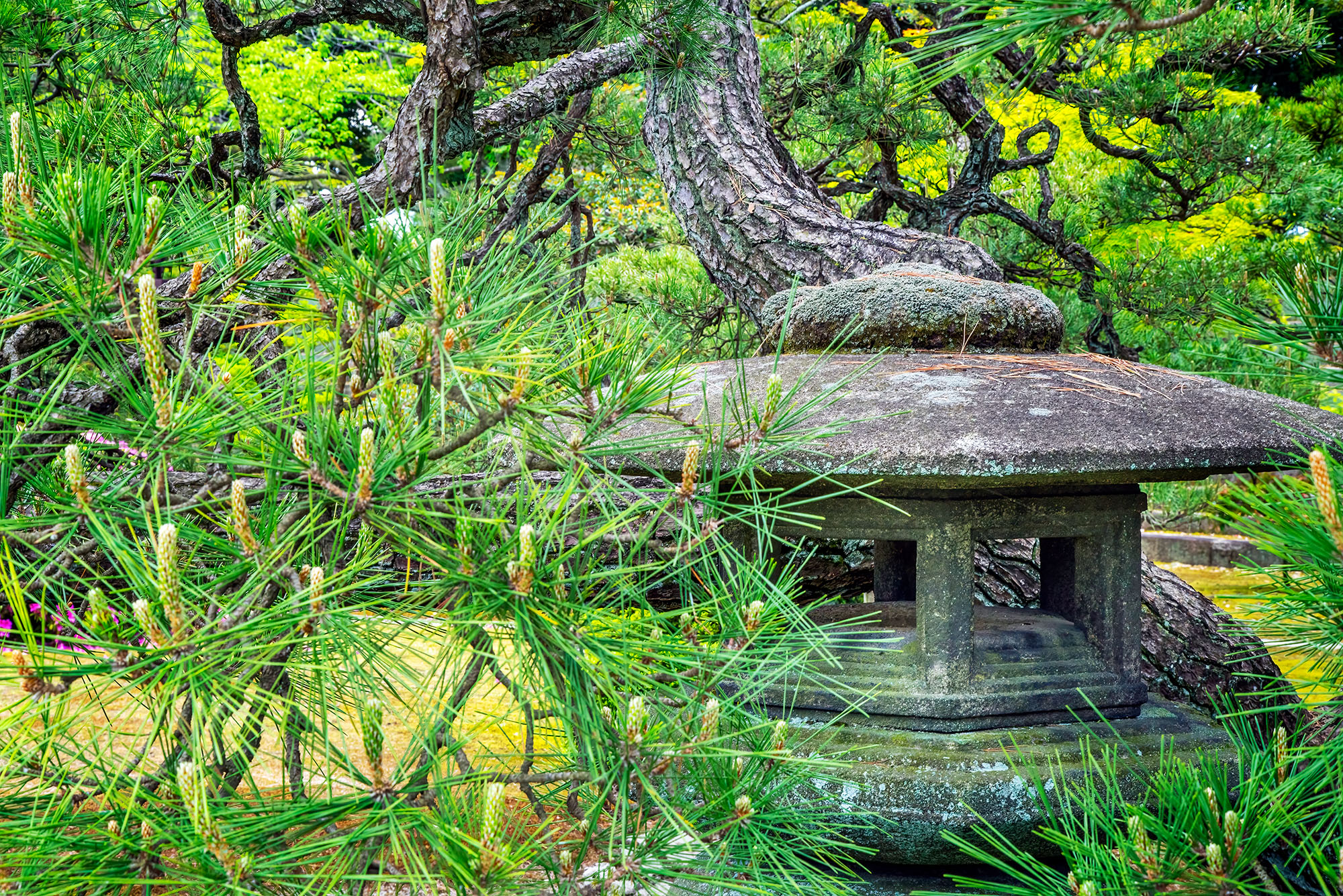 Harmony of Elements Photography in Kyoto presented challenges, with changing weather and light. After a day of harsh shadows, the second day offered...