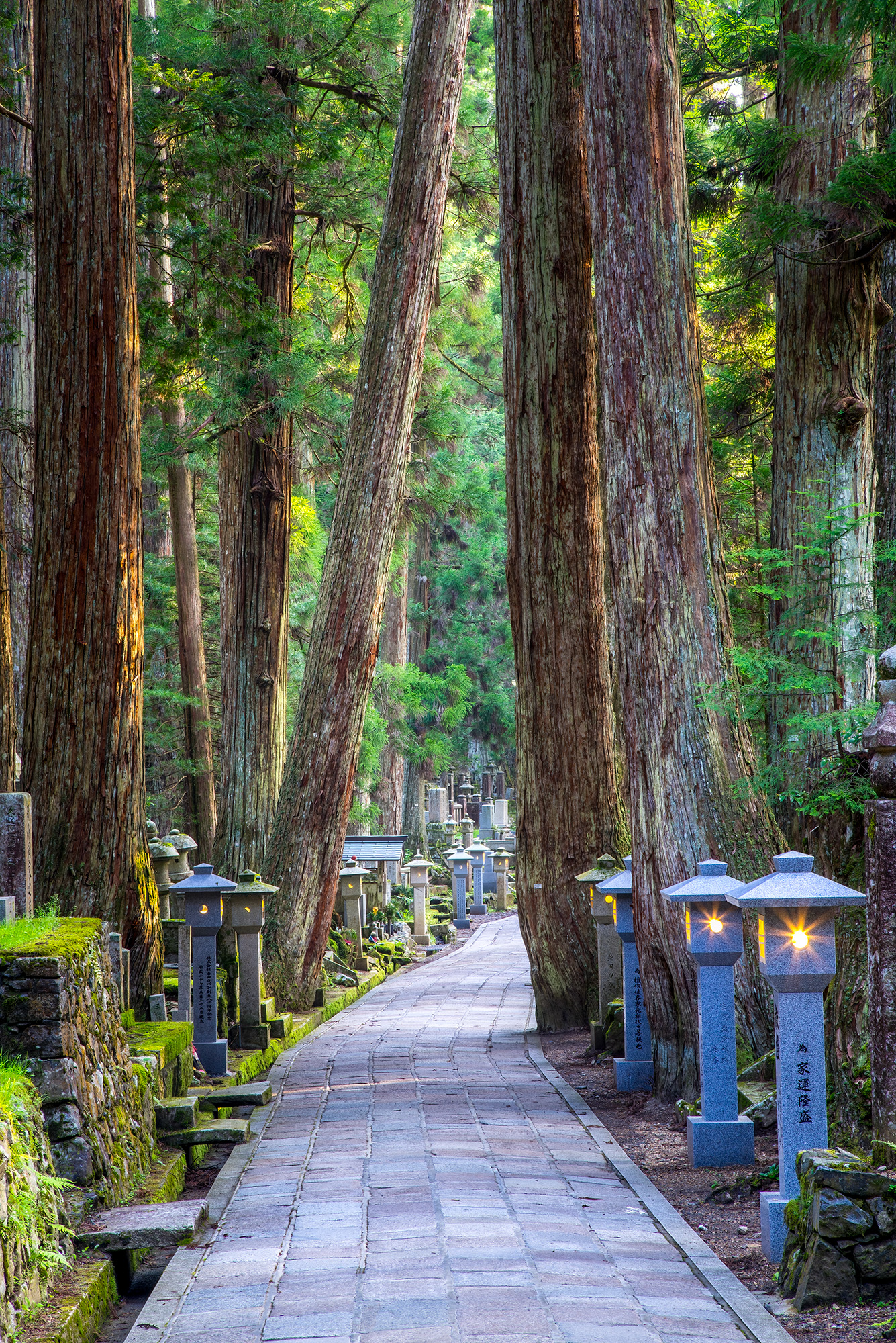 This vertical image transports you to the heart of Koyasan's sacred forest. Towering cedar trees form an impressive canopy as...