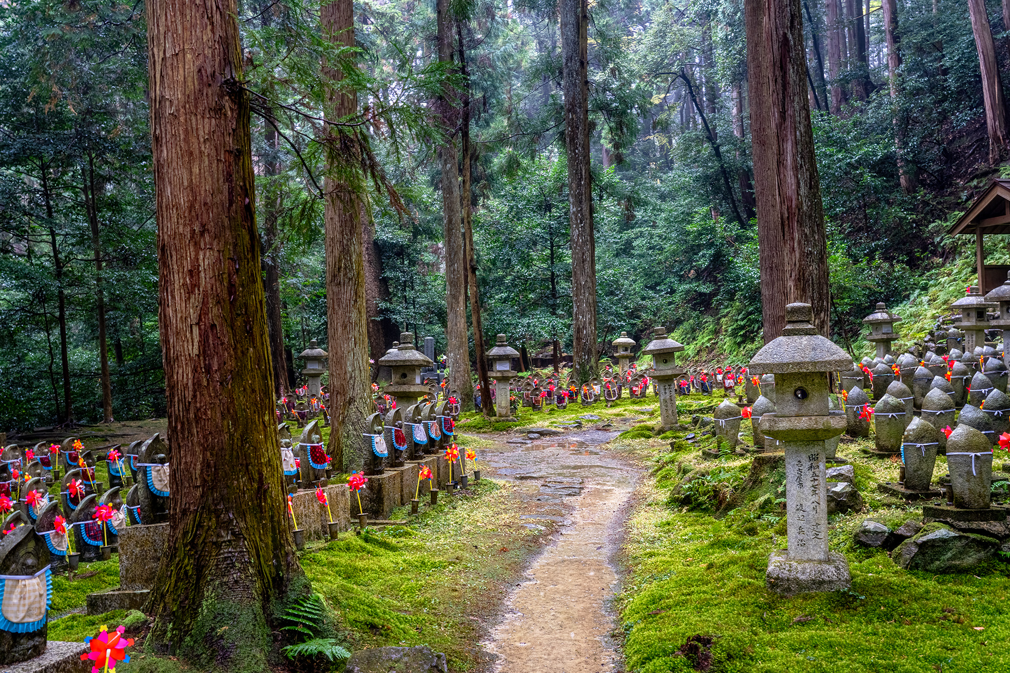 In the heart of Kongorin-ji Temple, this photograph captures a mesmerizing scene. The forest comes alive with an assembly of...