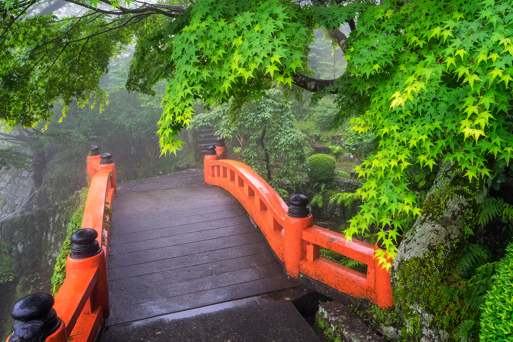 In the midst of a gentle rain at Seiganto-ji Temple in Nachisan, Japan, this image paints a vivid picture of tranquility. The...